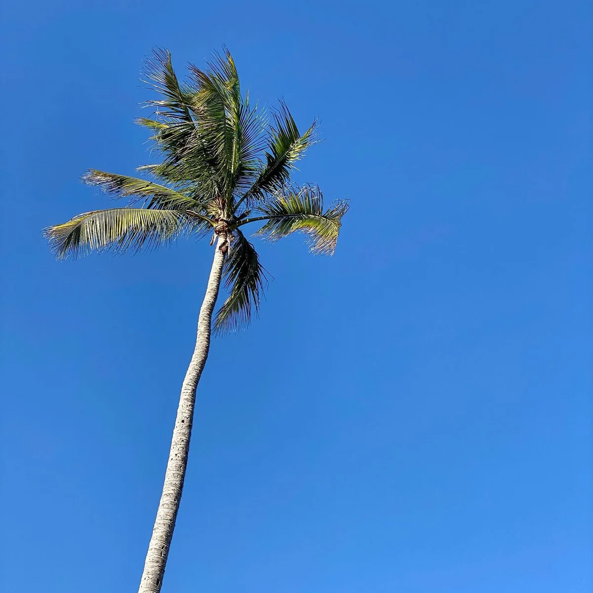 Palm tree against a clear blue sky by Andreas Düren