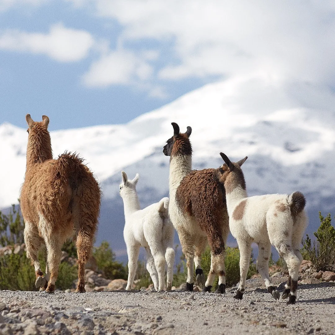 Alpaca family on a desert road beneath snow-covered mountains by Andreas Düren