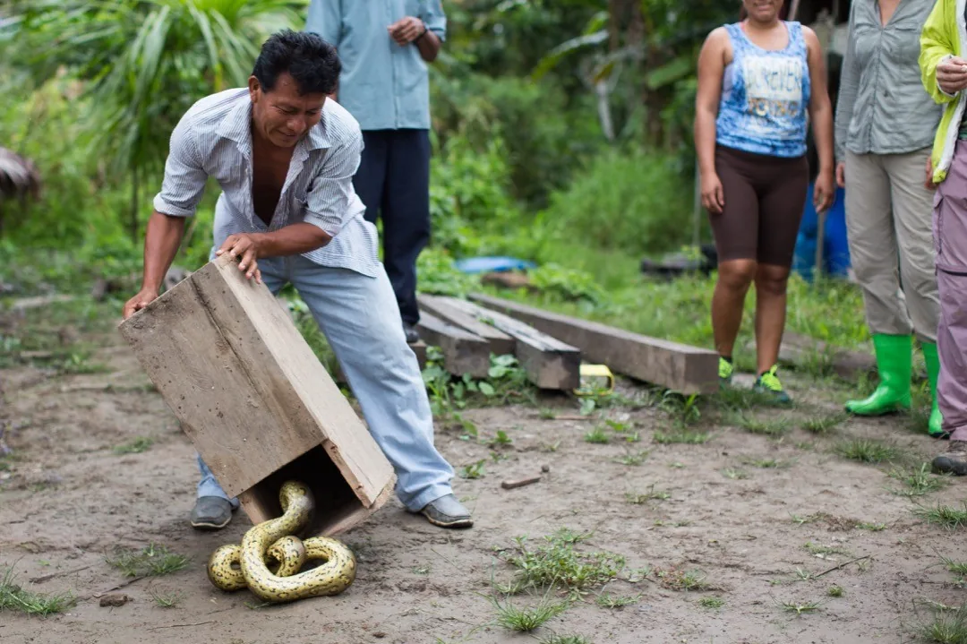 Man releasing a baby anaconda from a wooden crate in Peru by Andreas Düren