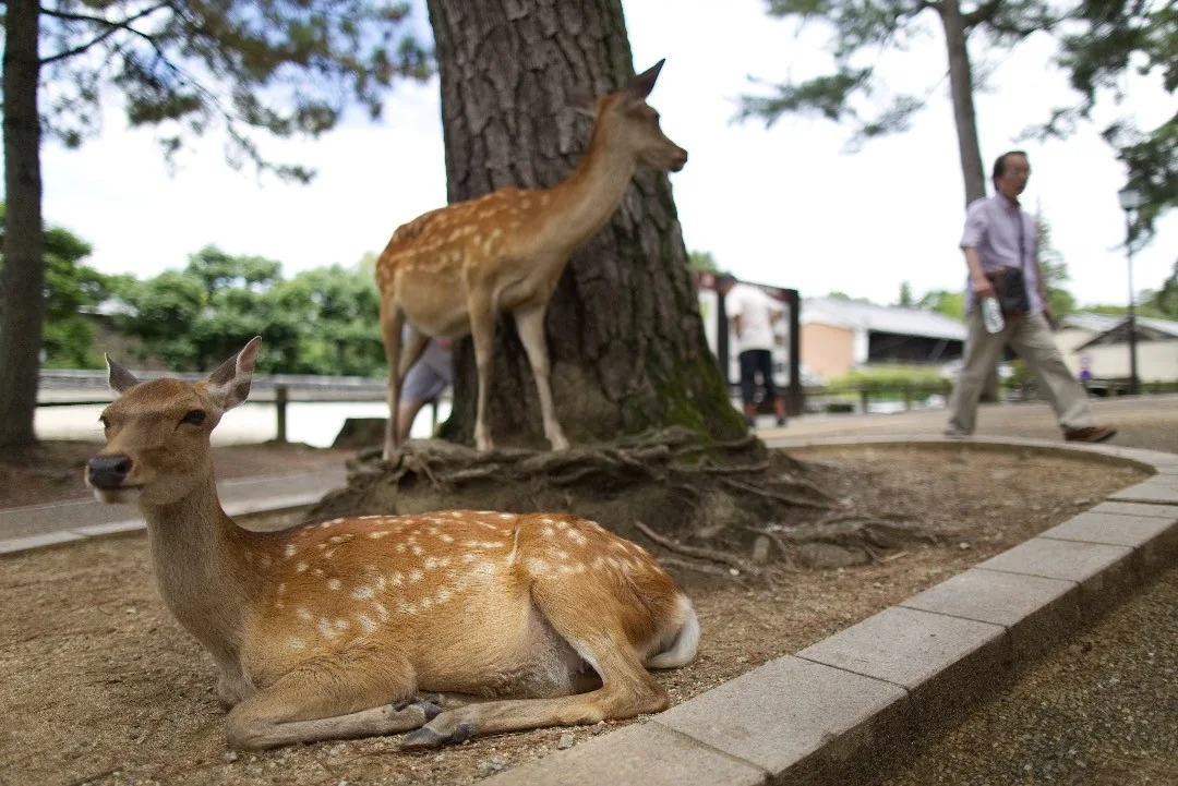 Tame deer resting beneath a tree in Nara, Japan by Andreas Düren