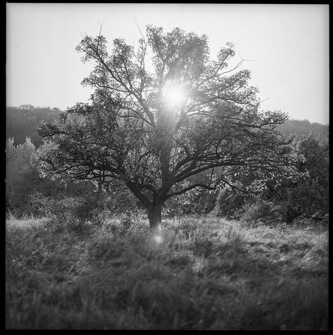 Black-and-white photograph of a solitary tree in sunlight by Andreas Düren