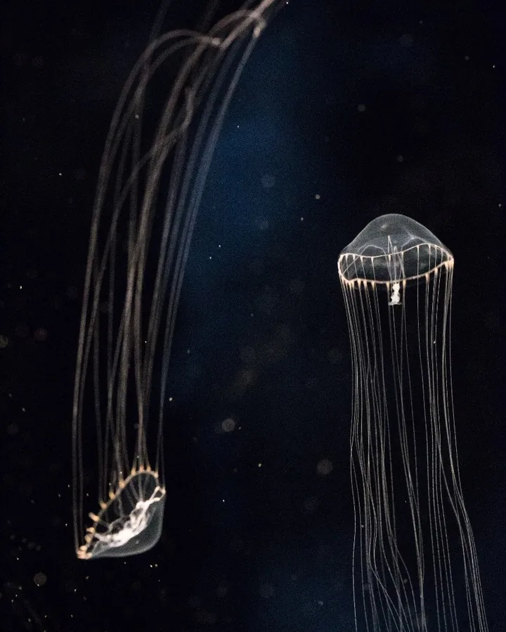 Jellyfish floating in a dark aquarium by Andreas Düren